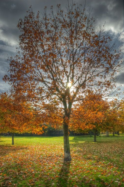 Un arbre, avec ses racines, mais qui ne volle pas haut non plus