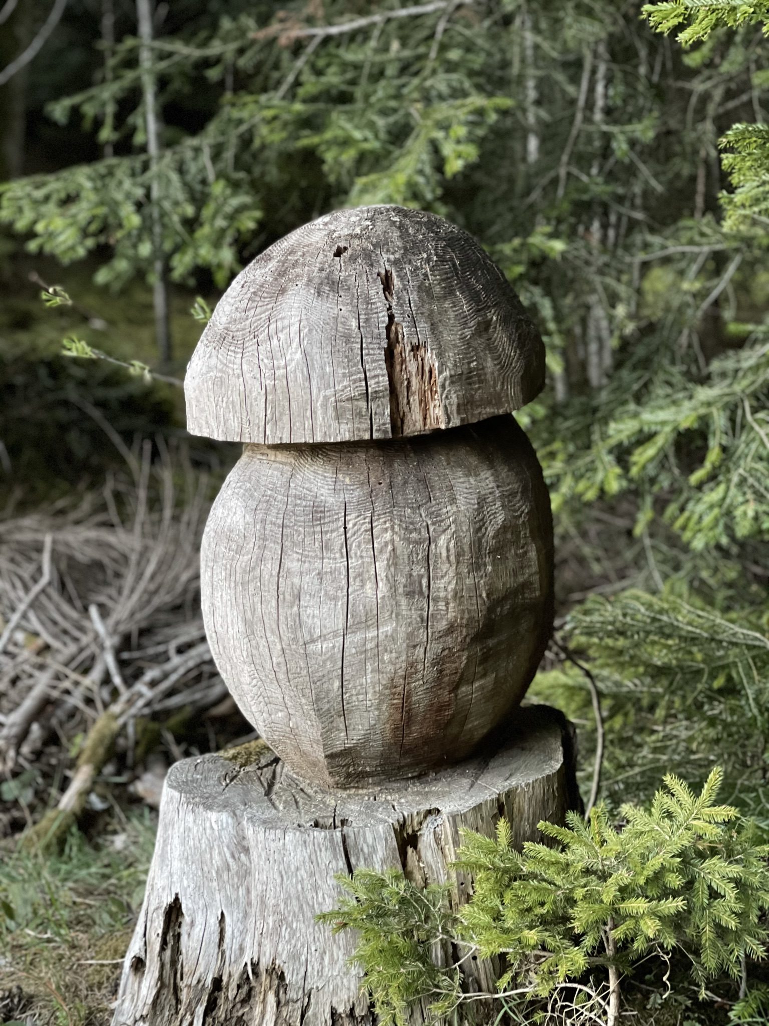 Champignon de bois