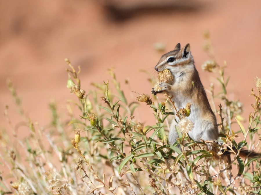 Chipmunk